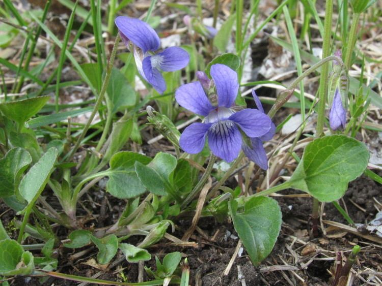 Viola adunca Early blue violet PlantWatch