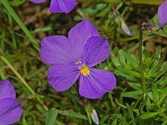 Viola bertolonii httpsuploadwikimediaorgwikipediacommonsthu