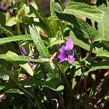 Viola betonicifolia httpsuploadwikimediaorgwikipediacommonsthu