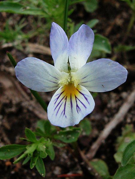 Viola bicolor bicolor