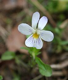 Viola bicolor httpsuploadwikimediaorgwikipediacommonsthu