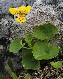 Viola biflora httpsuploadwikimediaorgwikipediacommonsthu