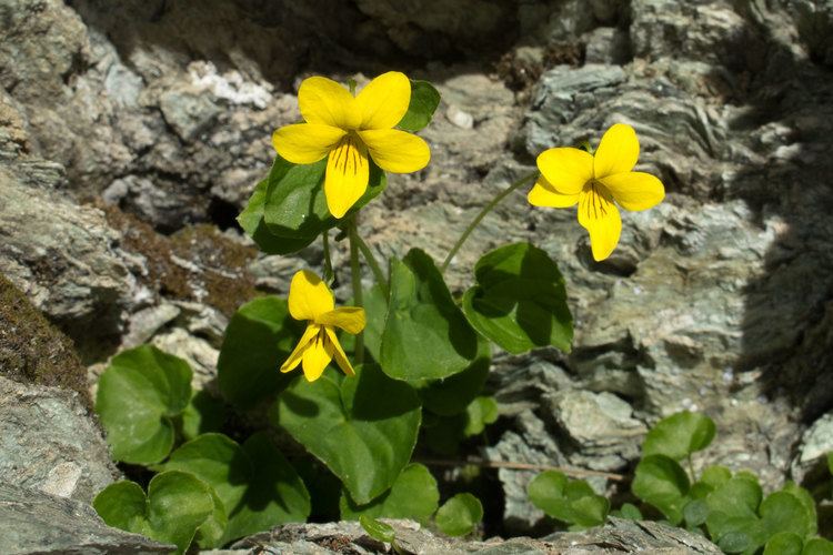 Viola biflora Gelbes BergVeilchen Flora Zermatt