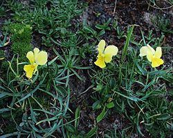 Viola calcarata httpsuploadwikimediaorgwikipediacommonsthu