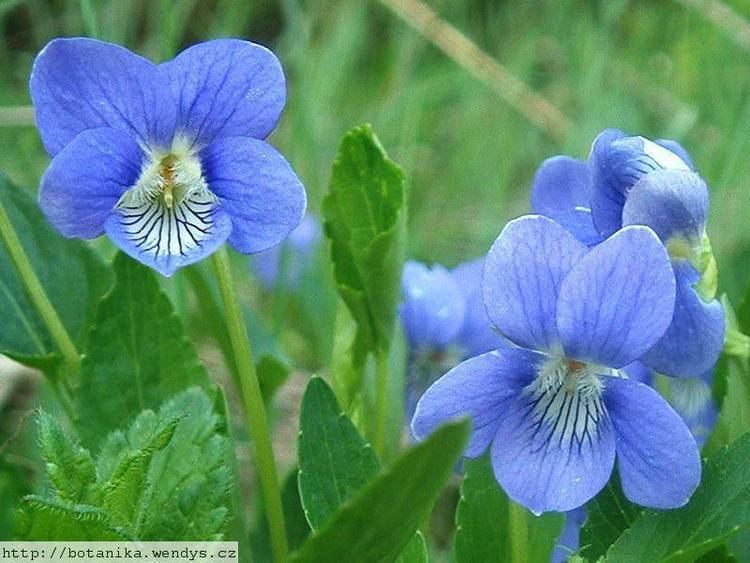 Viola canina medicinal herbs DOG VIOLET Viola canina