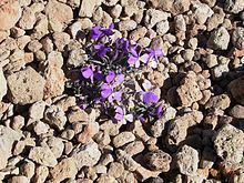 Viola cheiranthifolia Viola cheiranthifolia Wikipedia