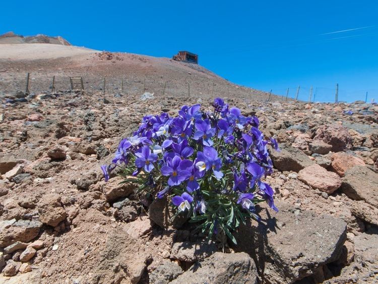 Viola cheiranthifolia LA INVASIN EN EL BLOGinvasiones biolgicas en Canarias El efecto