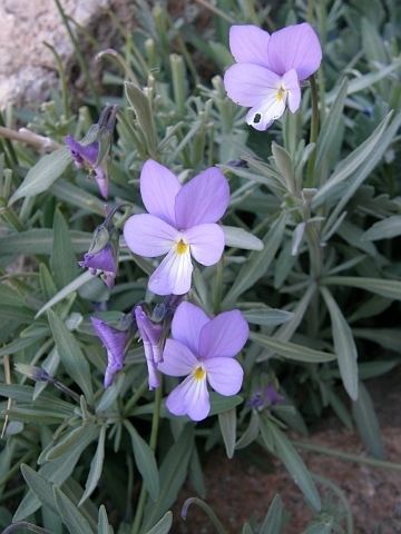Viola cheiranthifolia cheiranthifolia