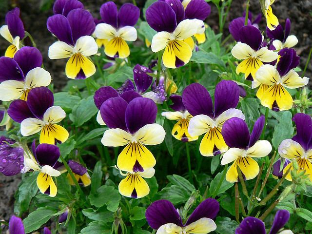 Viola cornuta Viola cornuta Plantinfo EVERYTHING and ANYTHING about plants in SA