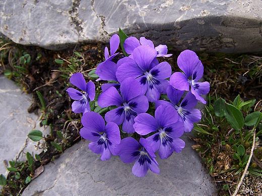 Viola cryana Ibolyafajok listja Wikiwand