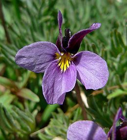 Viola cryana Ibolyafajok listja Wikiwand