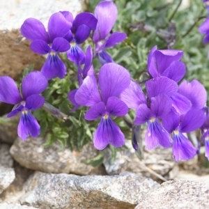 Viola cryana France mtropolitaine