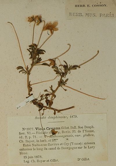 Viola cryana Viola cryana Gillot 1878 Species We have Killed Forever