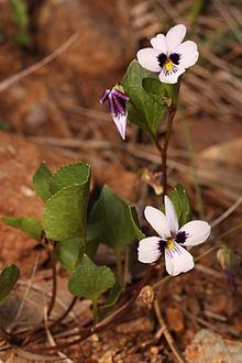 Viola cuneata httpsuploadwikimediaorgwikipediacommonsthu