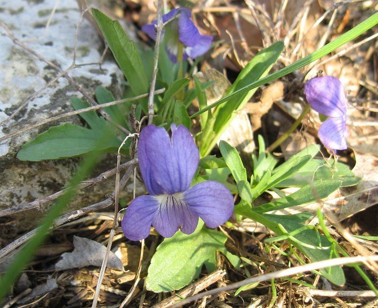 Viola egglestonii