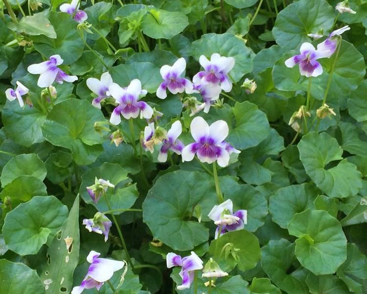Viola hederacea GardensOnline Viola hederacea