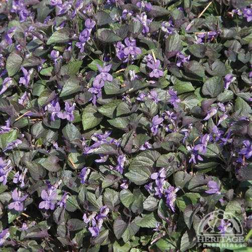 Viola labradorica Plant Profile for Viola labradorica Purple Labrador Violet Perennial