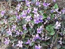 Viola labradorica httpsuploadwikimediaorgwikipediacommonsthu
