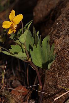 Viola lobata httpsuploadwikimediaorgwikipediacommonsthu