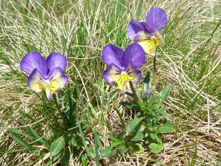 Viola lutea FileViola lutea bicolorejpg Wikimedia Commons