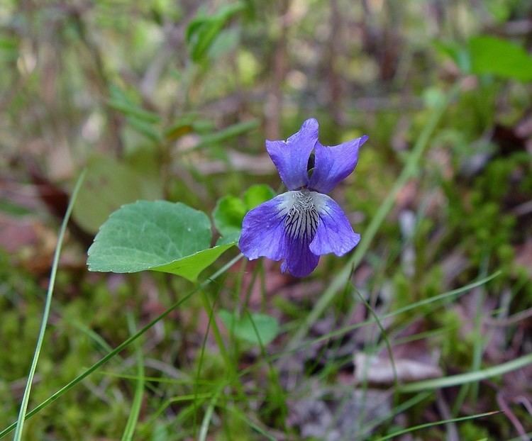 Viola nephrophylla Viola nephrophylla northern bog violet Go Botany