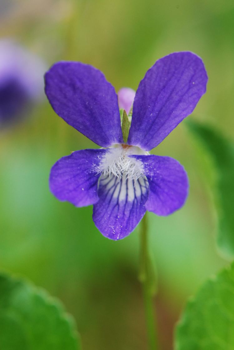 Viola nephrophylla FileViola nephrophylla 4720272254jpg Wikimedia Commons