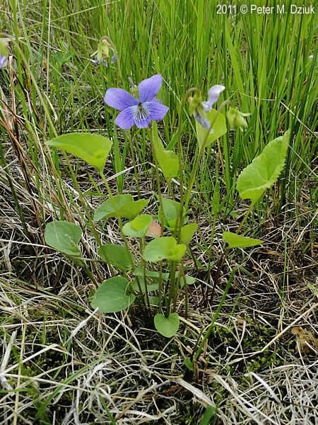 Viola nephrophylla Viola nephrophylla Northern Bog Violet Minnesota Wildflowers