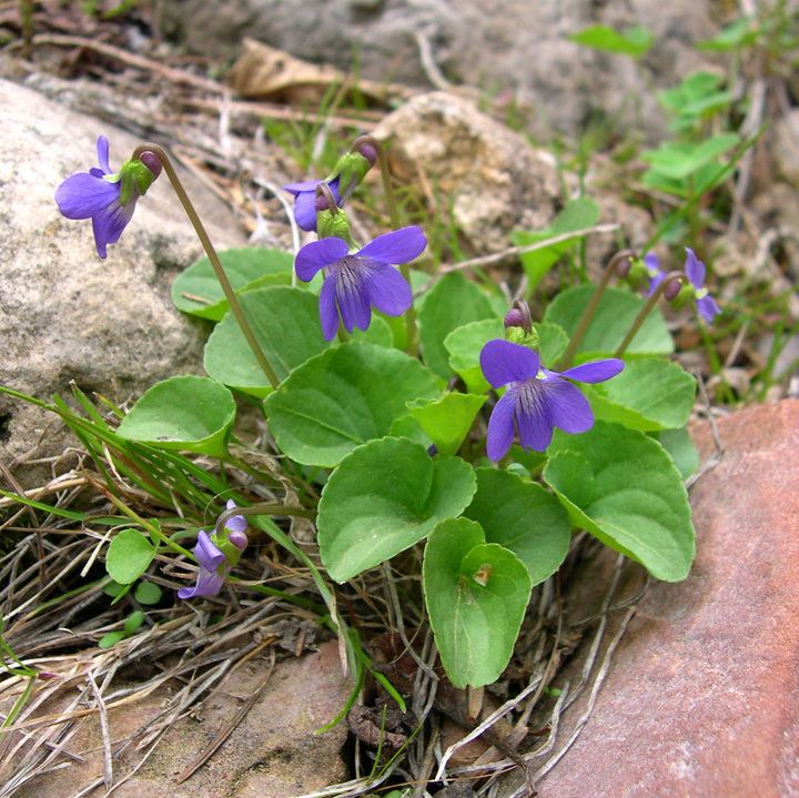 Viola nephrophylla hasbrouckasueduimglibseinetViolaceaephotosV