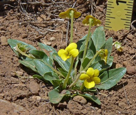 Viola nuttallii Southwest Colorado Wildflowers Viola vallicola