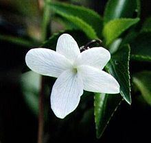 Viola oahuensis httpsuploadwikimediaorgwikipediacommonsthu