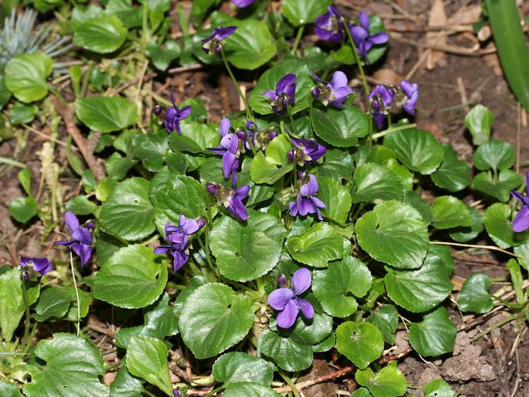 Viola odorata Viola odorata English violet Go Botany