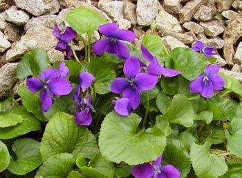 Viola odorata Violaodoratajpg