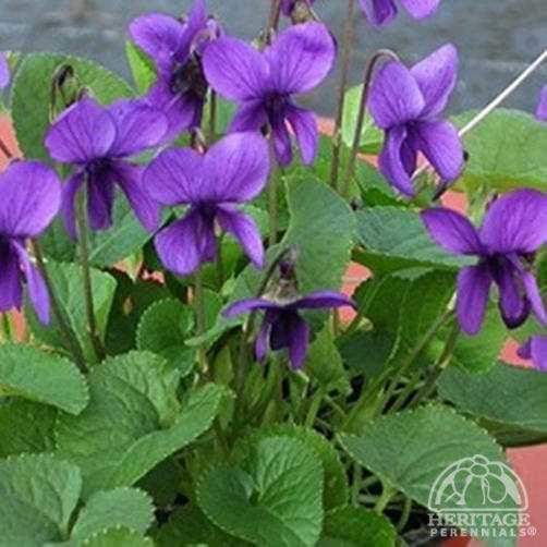 Viola odorata Plant Profile for Viola odorata MIRacLe Intense Blue Sweet Violet