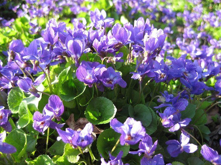 Viola odorata Sweet Violet Viola Odorata Overview Health Benefits Side effects