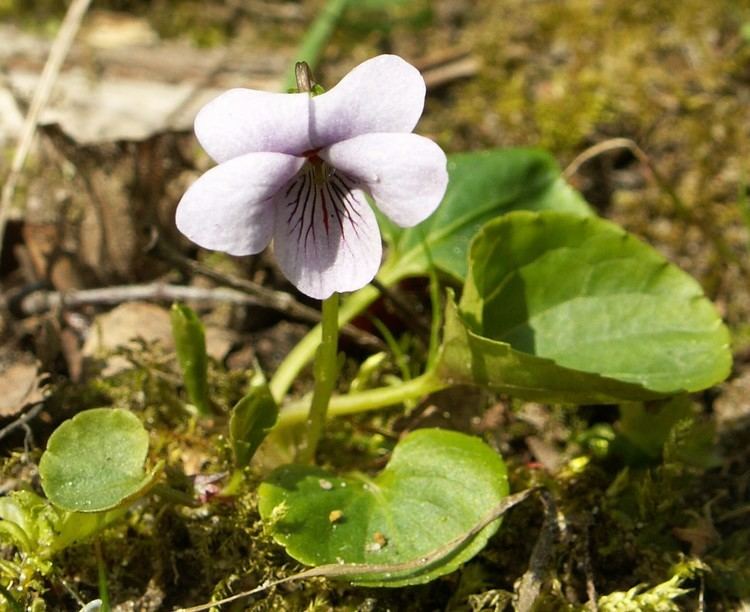 Viola palustris httpsuploadwikimediaorgwikipediacommons11