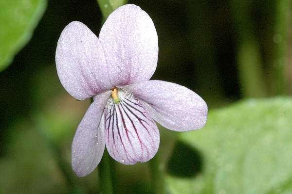 Viola palustris Viola palustris