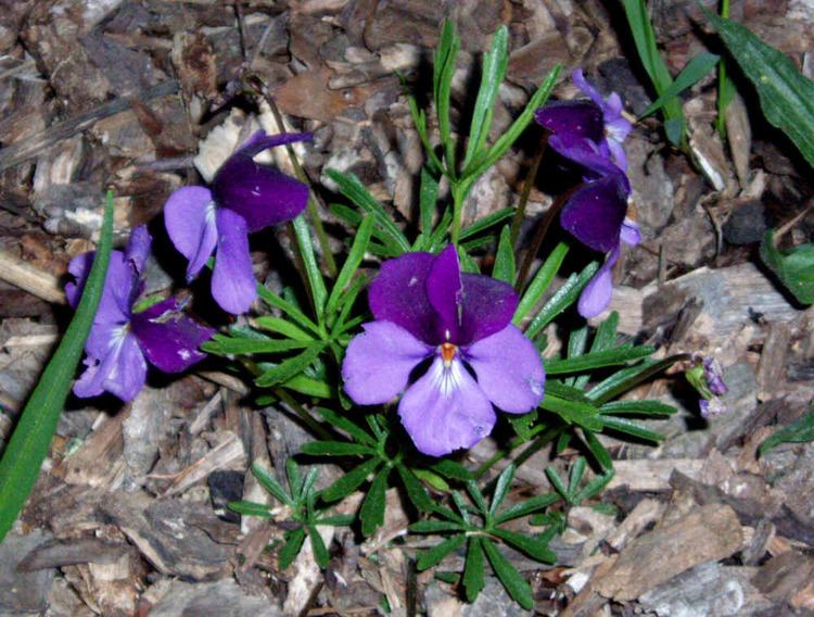 Viola pedata Viola pedata Birdfoot Violet Pansy Violet Plants amp Seeds