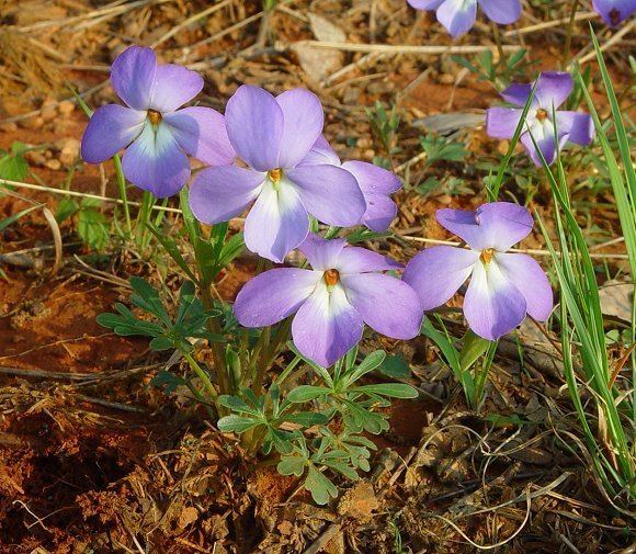 Viola pedata Viola pedata Birdfoot violet Discover Life
