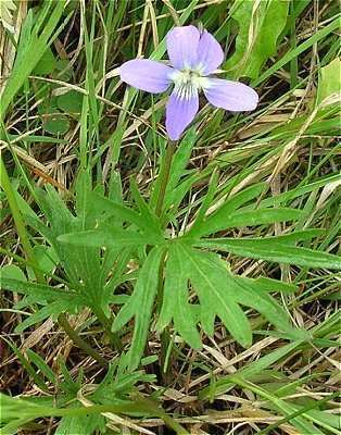 Viola pedatifida Online Virtual Flora of Wisconsin Viola pedatifida