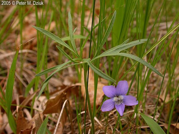 Viola pedatifida Viola palmata var pedatifida Prairie Violet Minnesota Wildflowers