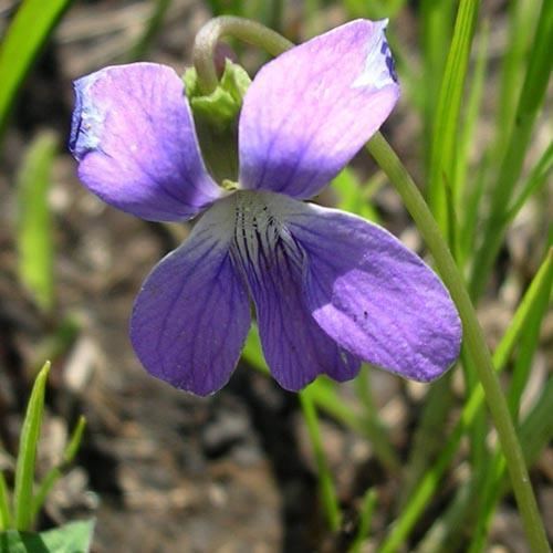 Viola pedatifida VIOLA PEDATIFIDA SEEDS Prairie Violet Crowfoot violet Larkspur