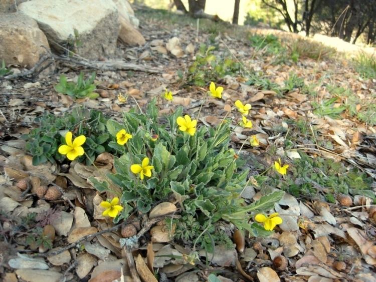 Viola pedunculata California Golden Violet Viola pedunculata CA X Sierra Foothill Garden