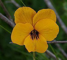 Viola pedunculata Viola pedunculata Wikipedia