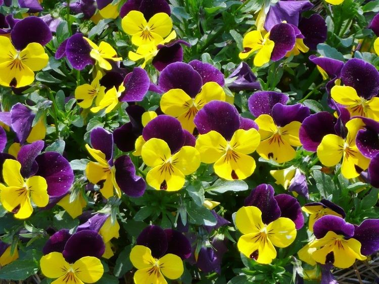 Viola (plant) Beneath the Petals Fun Facts About Pansies and Violas The Plant Farm