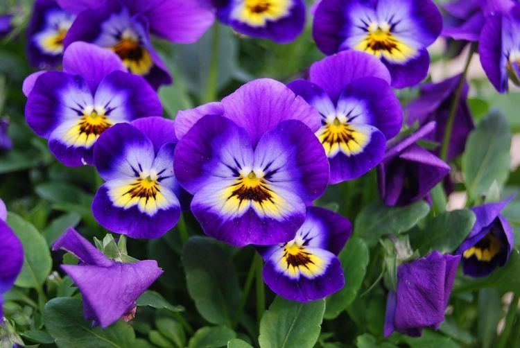 Viola (plant) How to Grow Violas in a Home Garden