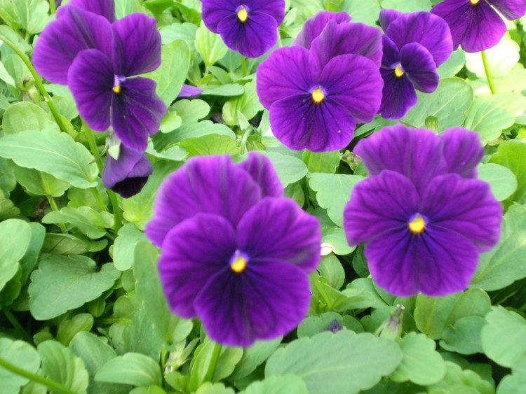Viola (plant) Violas