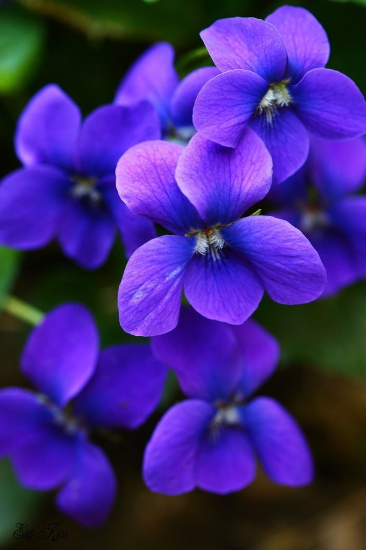 Viola (plant) httpssmediacacheak0pinimgcom736x1bb26f
