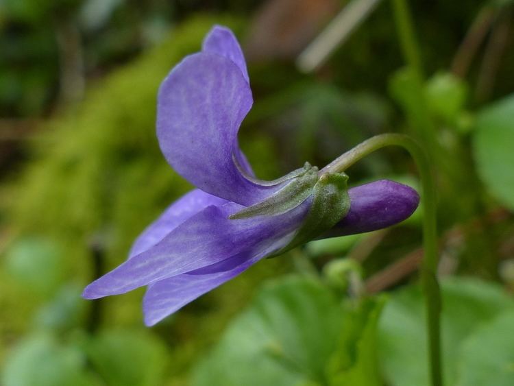 Viola reichenbachiana Viola reichenbachiana The Early Dog Violet Easy Wildflowers
