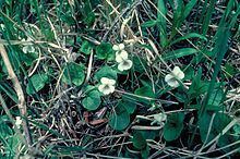 Viola renifolia httpsuploadwikimediaorgwikipediacommonsthu