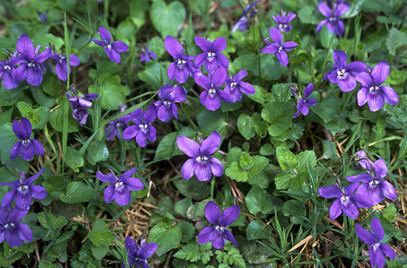 Viola riviniana Viola riviniana common dog violetRHS Gardening
